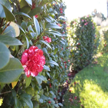 Santa Comba Garden *