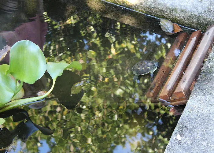 Semesterbostad Santa Comba Garden Ponte de Lima